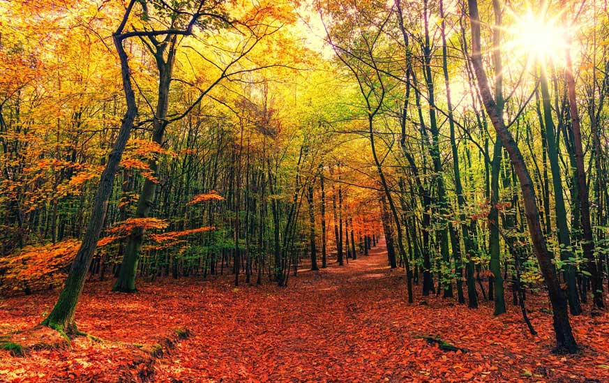 Les couleurs de l’automne