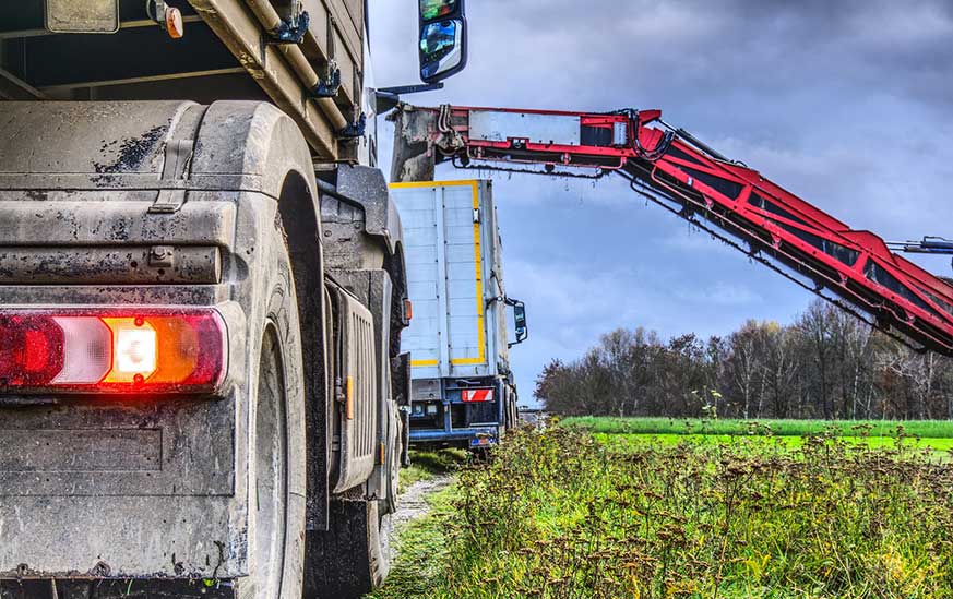 Jaunisse de la betterave : quel impact pour les transporteurs ?