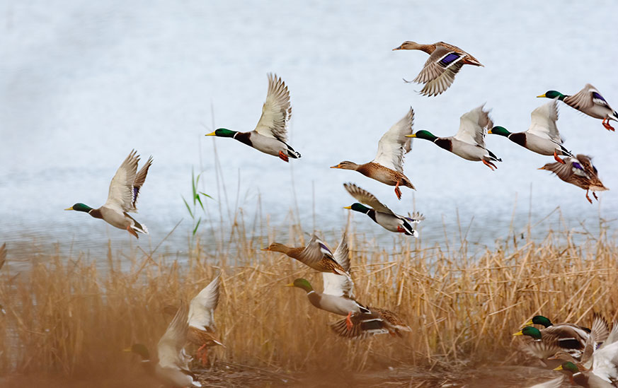 Les canards sauvages